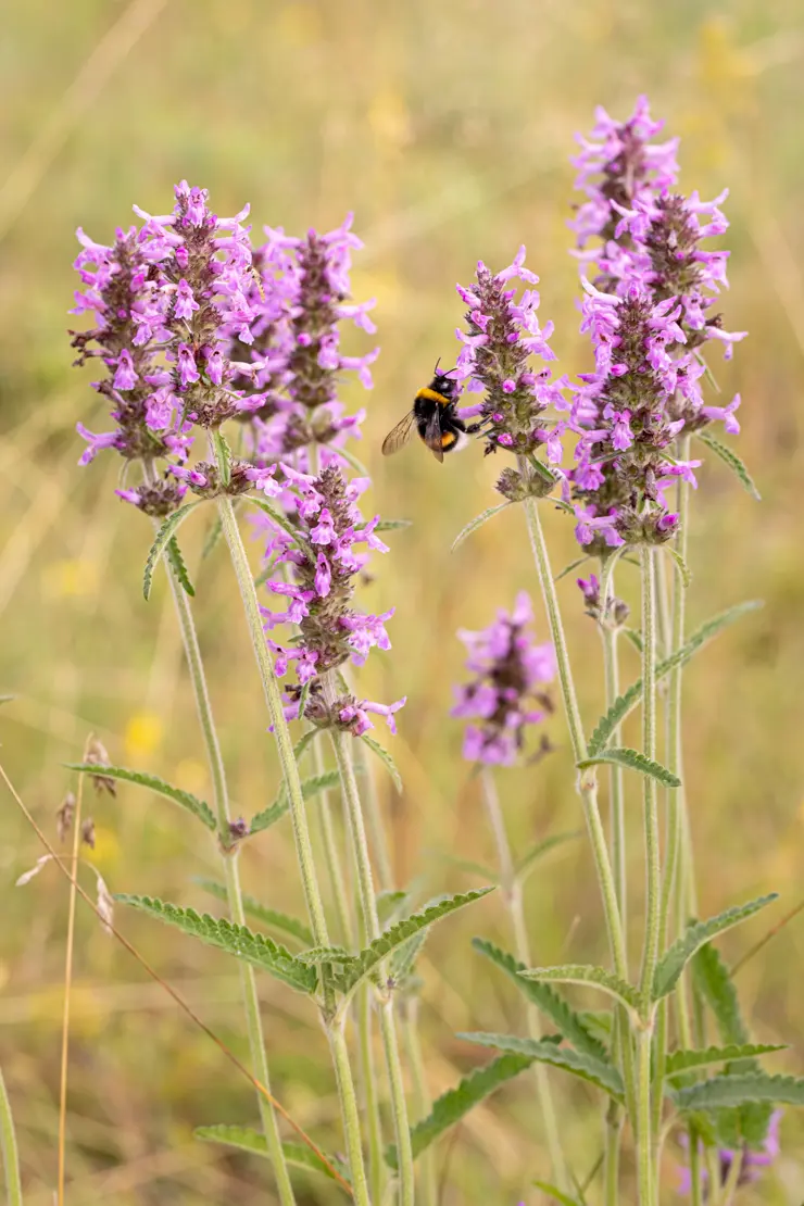 Echte Betonie (Stachys officinalis) [1]